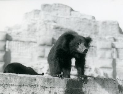 Un orso labiato guarda giù dal suo recinto davanti alle Mappin Terraces, Zoo di Londra, settembre 1914 da Frederick William Bond